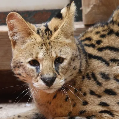 Loire : Deux servals débarquent au refuge Tonga Terre d'Accueil 