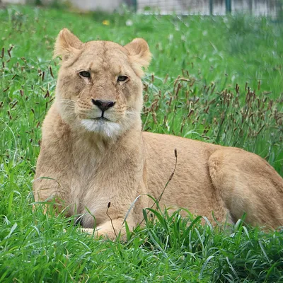 Loire : Le refuge Tonga Terre d'Accueil récupère 4 lionnes de cirque 