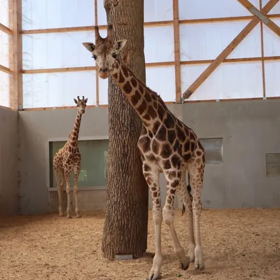 Des girafes débarquent dans la Loire !