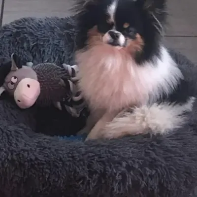 Saint-Bonnet-le-Château : Un habitant lance un appel à l'aide après...