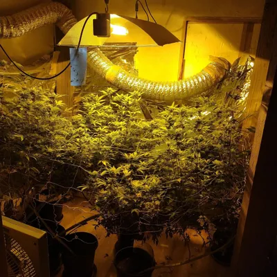 Cannabis, carabine, pistolet : les gendarmes font une...