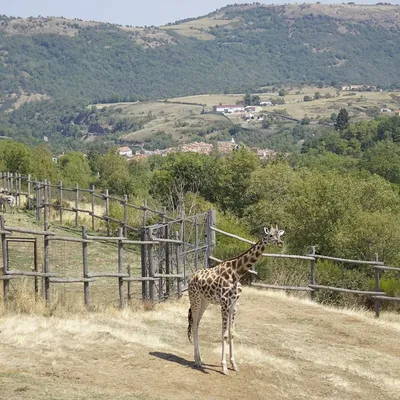 Le Parc Animalier d’Auvergne veut devenir le premier zoo 100 %...