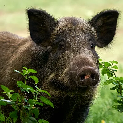 Des battues de sangliers organisées ce jeudi dans deux villes...