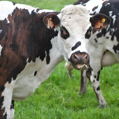 Roanne : Une pétition et une cagnotte pour sauver la vache qui...