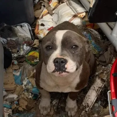 La Fouillouse : Après la présidente de l'association qui avait...