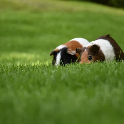 Sorbiers : mais d'où viennent ces dizaines de cochons d'Inde...
