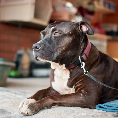 Pas-de-Calais : Une femme hospitalisée en urgence après avoir été...