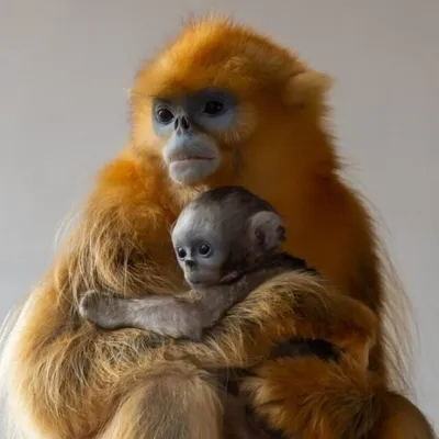 Carnet Rose à Pairi Daiza! 