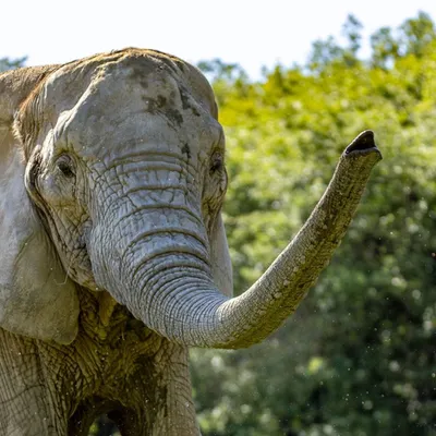 La doyenne du parc African Safari est décédée 