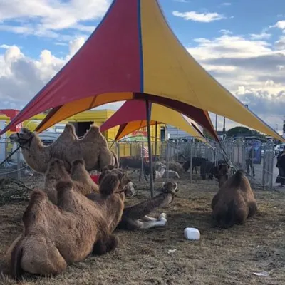 « Les animaux ne sont pas des clowns » l’association PAZ réagit à...
