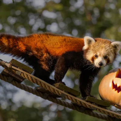 Halloween s'empare du zoo African Safari avec des visites nocturnes...