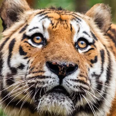 Le doyen du parc à pied African Safari est décédé 