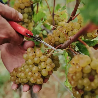 Toulouse : la Fête des vendanges s’invite à Candie 