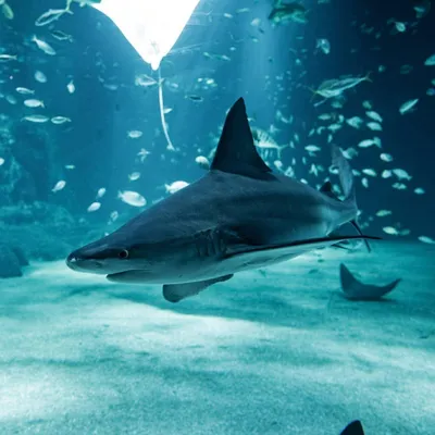 Un soigneur de Nausicaá mordu par un requin 