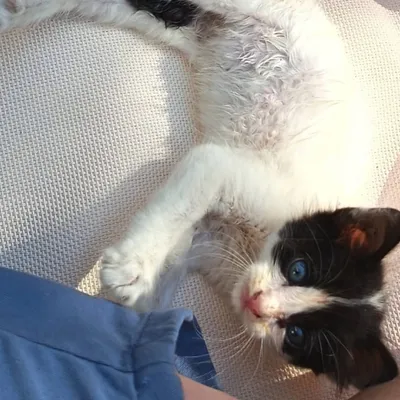 Lille : un chaton cherche un passager pour rentrer de Crète
