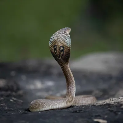 Castelginest : un lourd dispositif pour retrouver un cobra venimeux