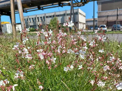 Visite printanière, découverte process & biodiversité ArcelorMittal