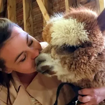 Rencontre et activités avec les lamas et les alpagas