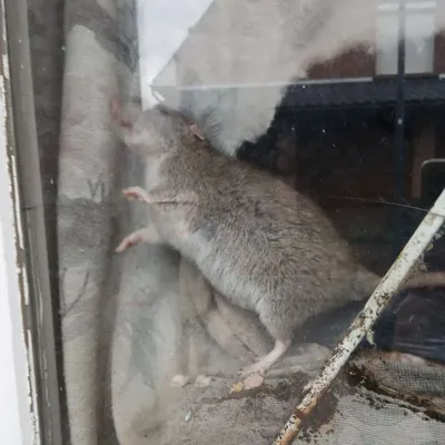 Boeschepe : près de 500 rats découverts dans une maison, la...