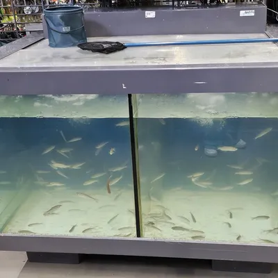 Pourquoi Decathlon Grande-Synthe arrête la vente de poissons vivants ?