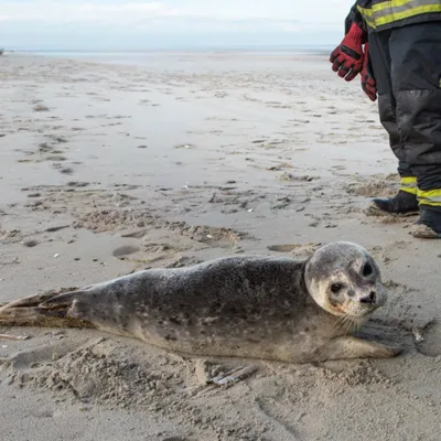 Bray-Dunes : un jeune phoque pris en charge