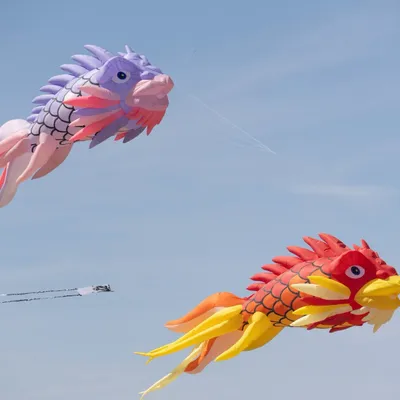 Grand-Fort-Philippe : Des dragons, des pieuvres géantes, Spiderman...