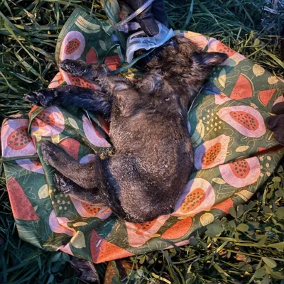 Dunkerque : Un petit chien retrouvé dans une poubelle enterrée à Malo