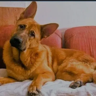 Sangatte : le sort du chien mordeur, Aslan, reste en suspens après...
