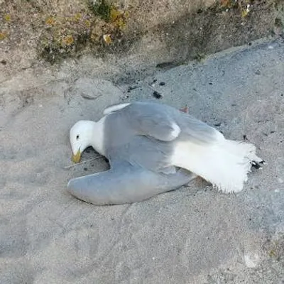 Dunkerque : un goéland blessé ravive le débat sur la prise en...