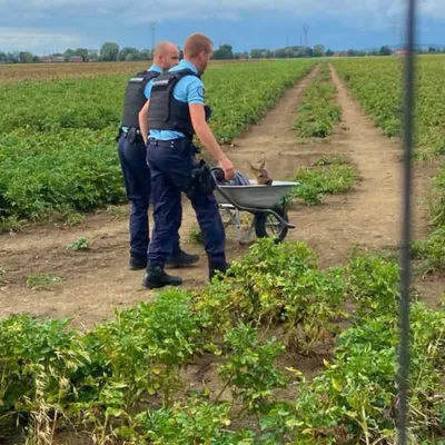 Estaires : un chevreuil pris au piège dans un jardin