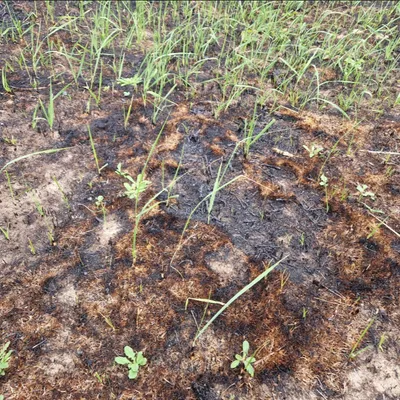 Incendie à Dannes : grenouilles carbonisées, milieux naturels...
