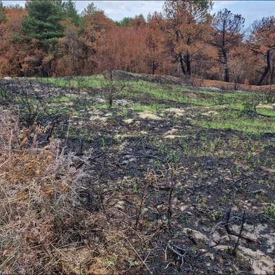 Incendie à Dannes-Hardelot : comment éviter un nouveau scénario...
