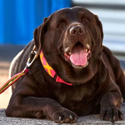 Wimereux : un labrador chute d'une falaise, les pompiers...