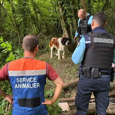 Un Saint-Bernard abandonné dans les bois à Rety