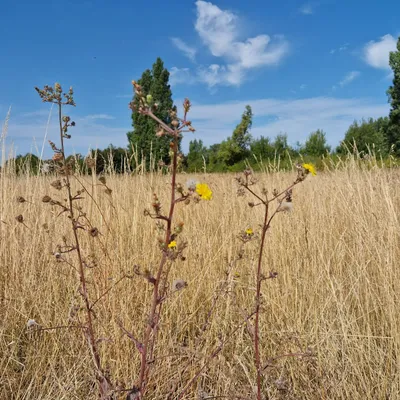 Flandres Côte d'Opale : le cap des 50 jours sans pluie...