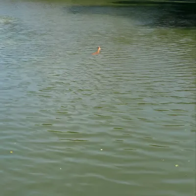 À Bergues, une chevrette sauvée des eaux du canal 