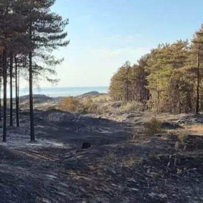 Incendies entre Dannes et Neufchâtel-Hardelot : un vent défavorable...