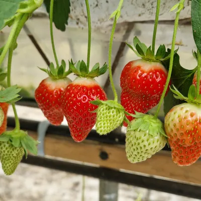 Moulle : « une saison normale » pour les fraises explique un...