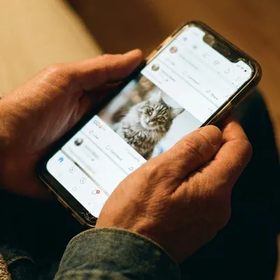 Outreau : une arnaque à l'adoption de chats en ligne