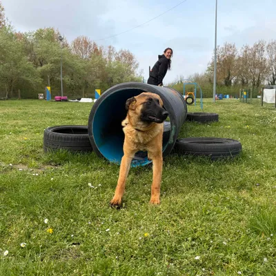 Calais : un parc d'attractions... pour chiens !