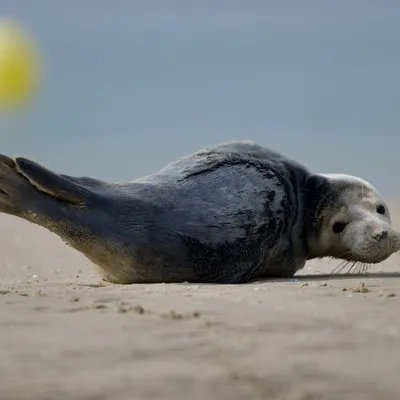 Bray-Dunes : le petit phoque retrouvé sur la plage est mort