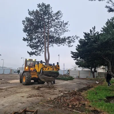 Dunkerque va sauver ses arbres en les plaçant… en couveuse