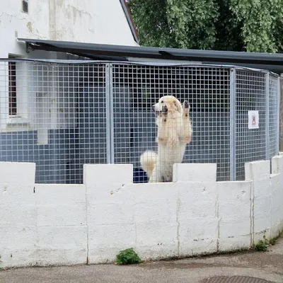 Saint-Omer : des animaux éprouvent des difficultés à être adoptés,...