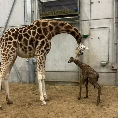 Un girafon est né à Bellewaerde