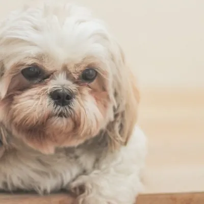Dunkerque : une femme violentée par son voisin, son petit chien...