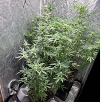 Drogue au volant à Bray-Dunes : les gendarmes découvrent chez lui...