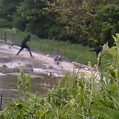Cruauté animale à Saint-Folquin : une quinzaine de canards...