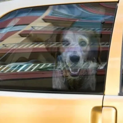 Parking de Bagatelle : un chien secouru après avoir été abandonné...