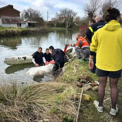 Saint-Omer : un cheval sauvé des eaux 