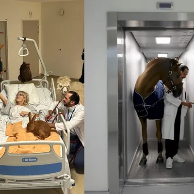 L'incroyable histoire de Peyo, le cheval qui soigne, bientôt à...